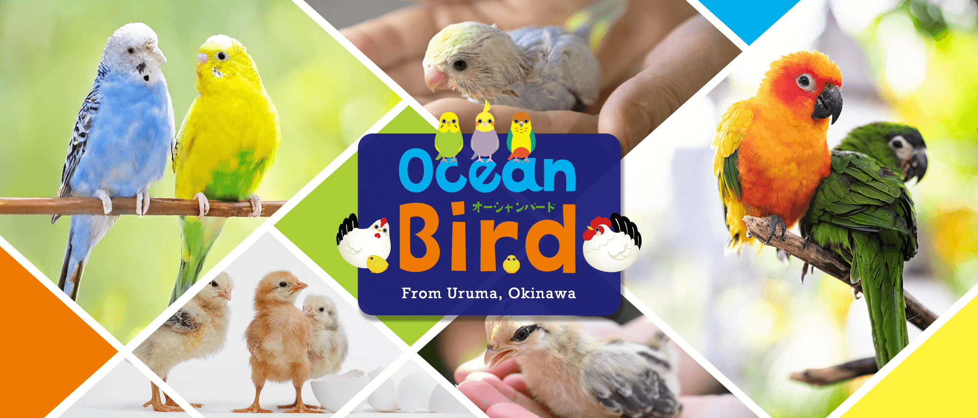 小鳥専門のペットショップ 沖縄県うるま市のOcean Bird（オーシャン