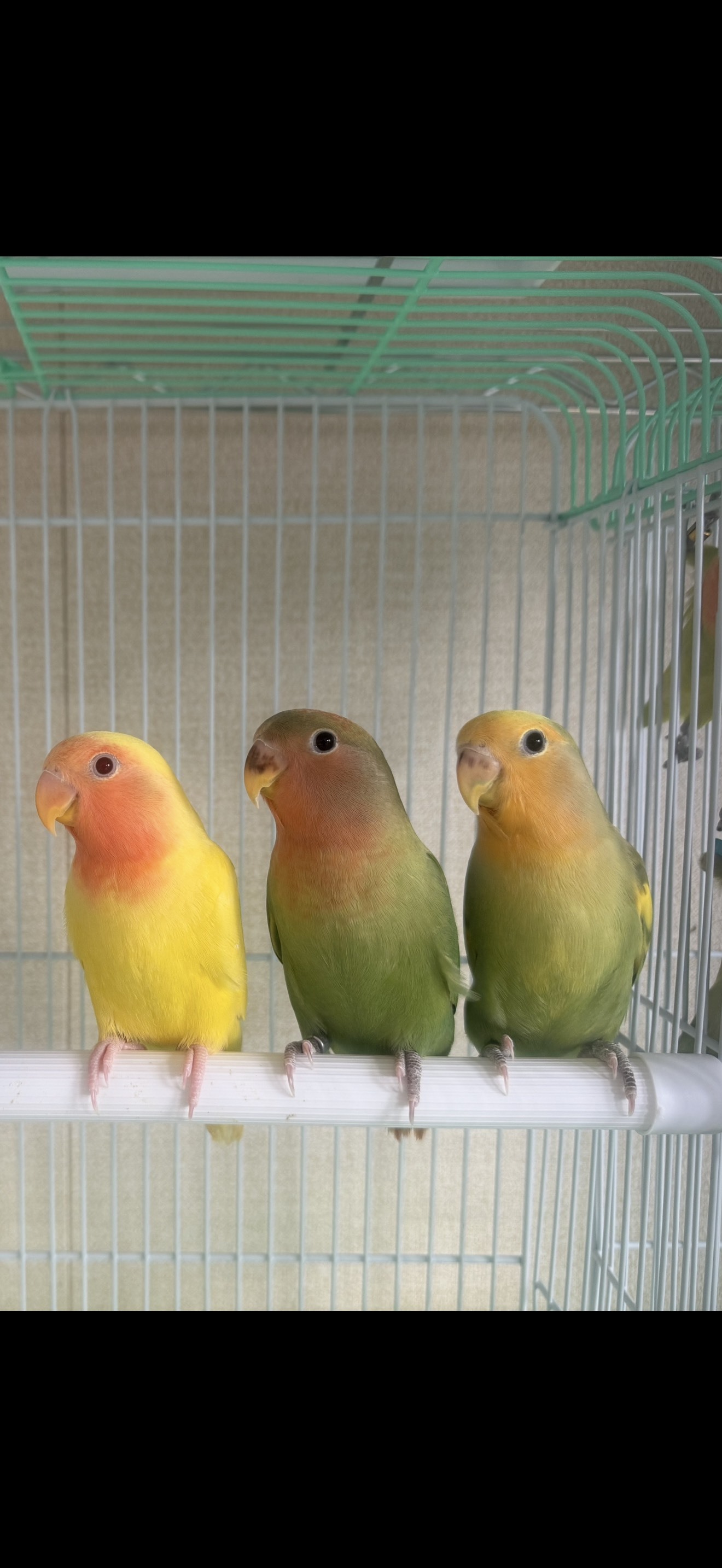 入荷状況｜沖縄県うるま市の小鳥専門店 Ocean Bird（オーシャンバード）